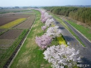 Tatsunokuchi Cherry Blossom Trees
