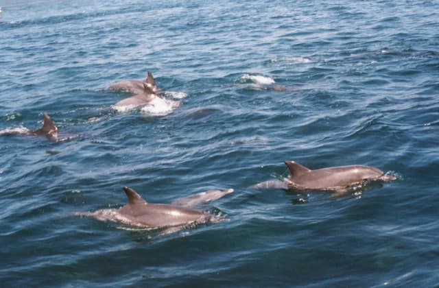 Dolphins