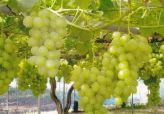 ロザリオビアンコ