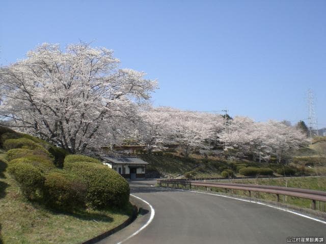 Maruoka Park (Sakura) [Image]