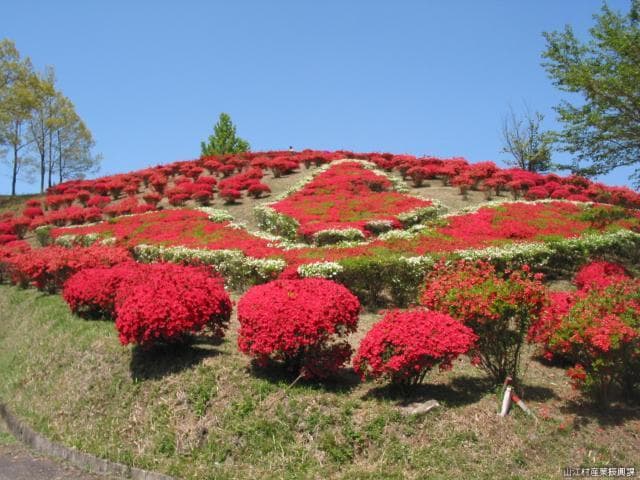 Maruoka Park (Azalea) [Image]