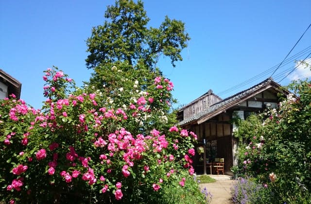 Ninomiya Family Rose Garden