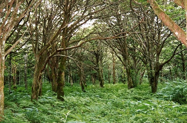Natural red pine forest in Harukunidai