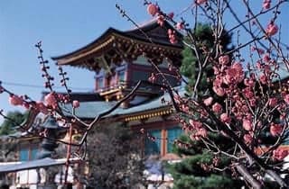 Hofu Tenman-gu Shrine plum 1