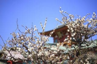 Hofu Tenman-gu Shrine plum 2