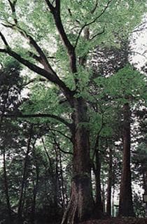 Zelkova of Arakashi Shrine