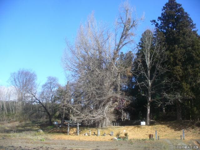 Large ginkgo of Shoda-jinja Shrine