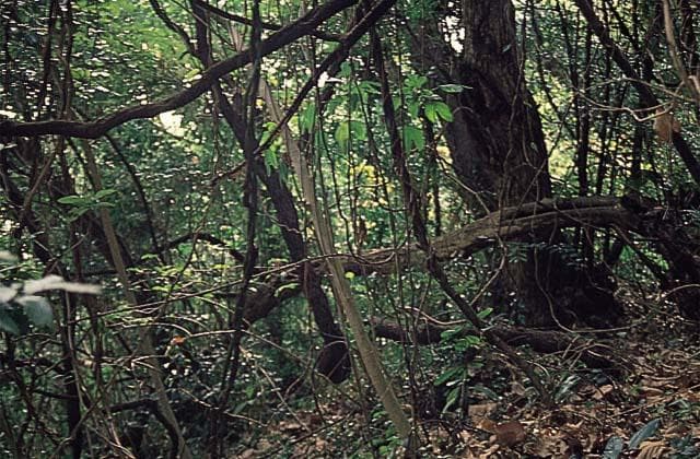 Mt. Iwato tree flora
