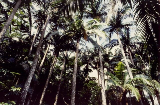 Yae Yamayashi community in Maibara