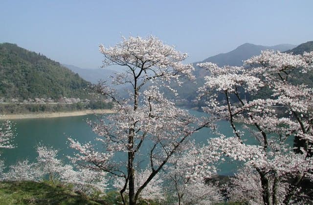 市房湖周辺の一万本桜