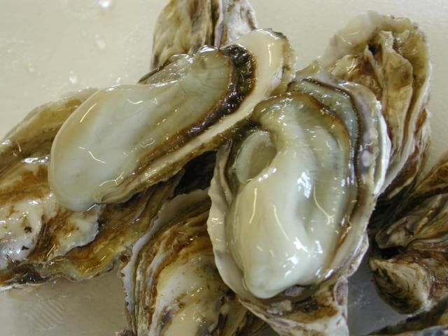 Oysters