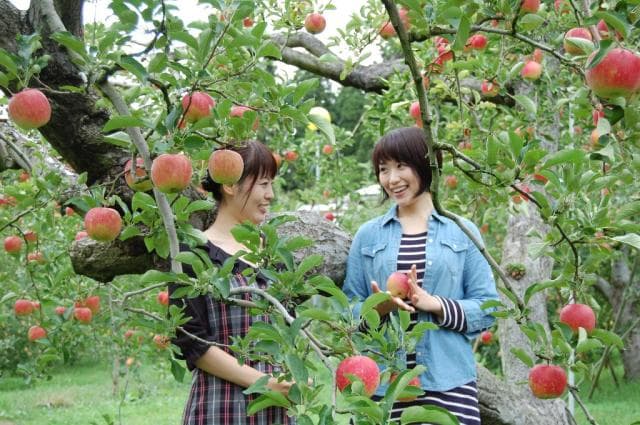 Apple picking