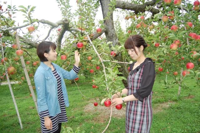 Apple picking