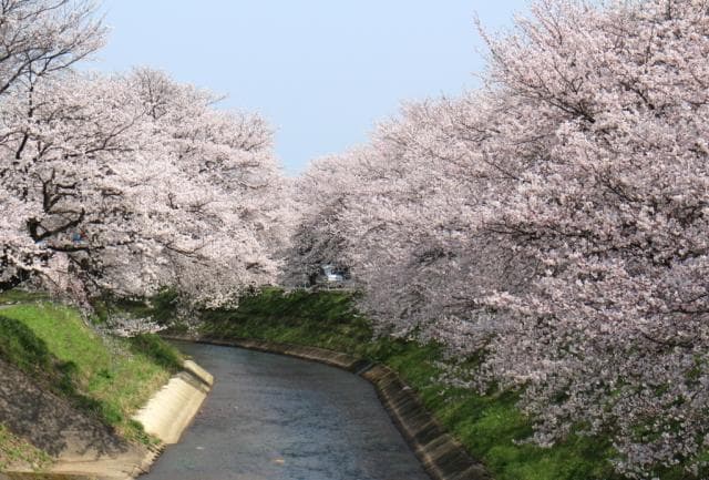 Cherry blossoms in Yoshino Segawa