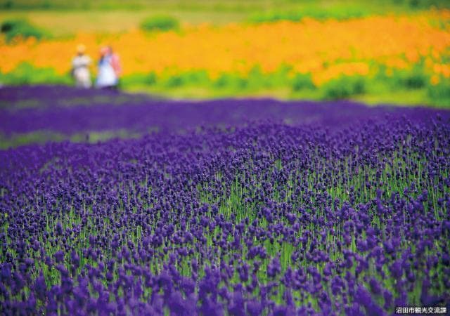 Tanbara Lavender Park
