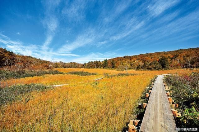 Tamahara Marshland (wood road)