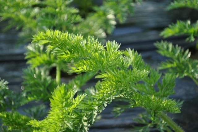 Hyakushokai (carrot)