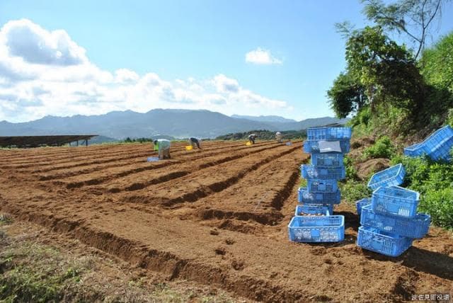 Hyakushokai (Muragigo)