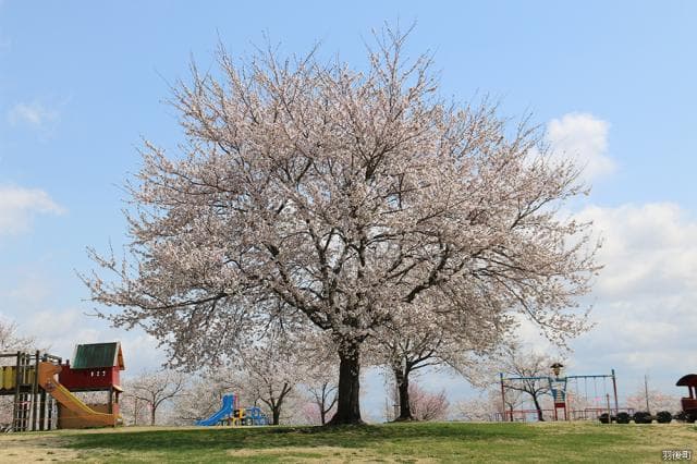 アルカディア公園