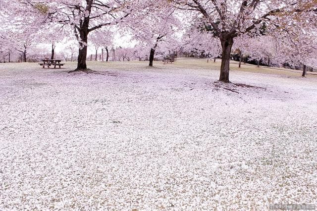 アルカディア公園