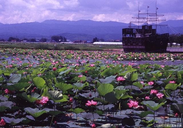 アルカディア公園