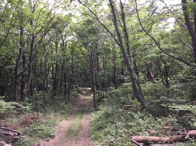 Forest roads