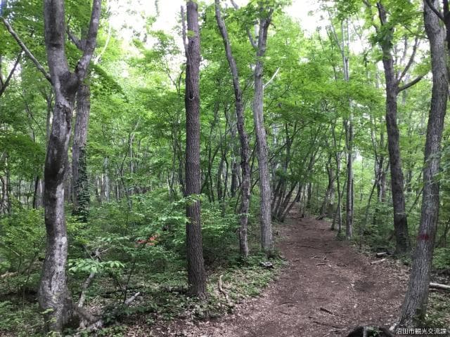Forest roads