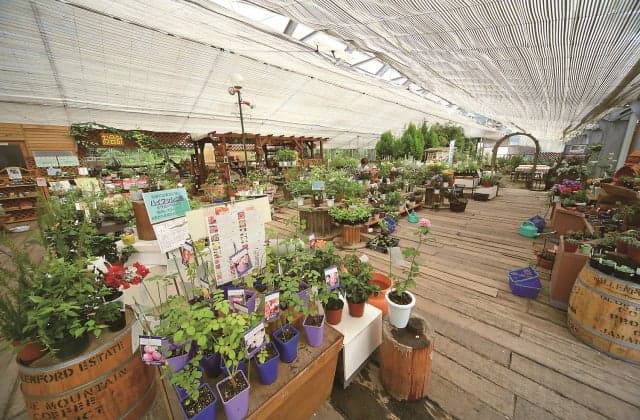 Lake Tazawa Herb Garden Heart Herb