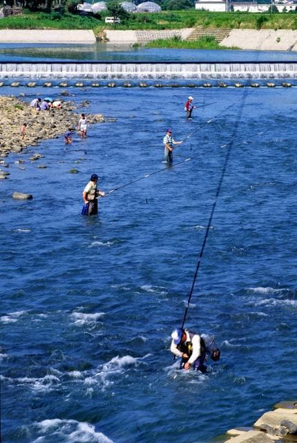 6月のアユ釣り