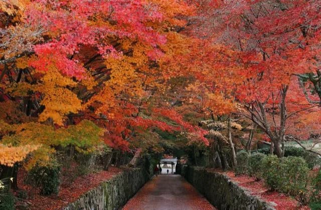Kotozaka of Kosho-ji Temple