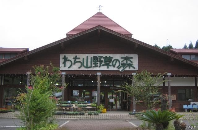 Forest of wild grass