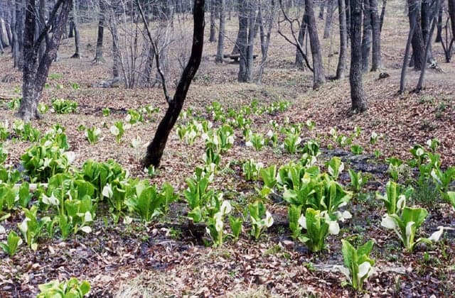 Mizubasho in Rei Park