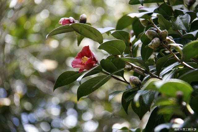 Flower of Tsubaki Valley