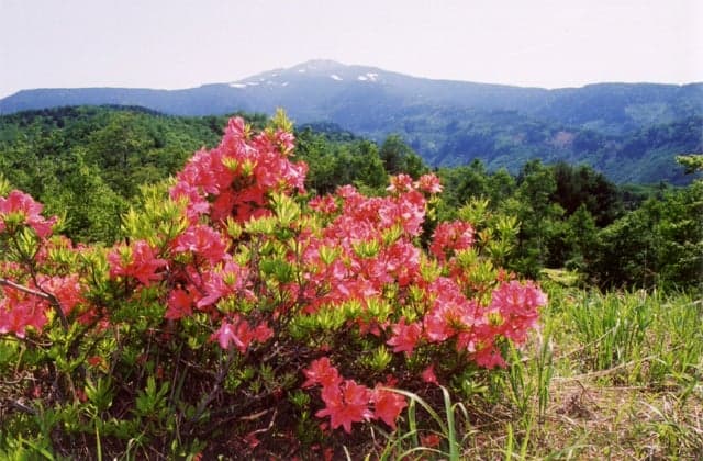 Konohara's lotus azalea