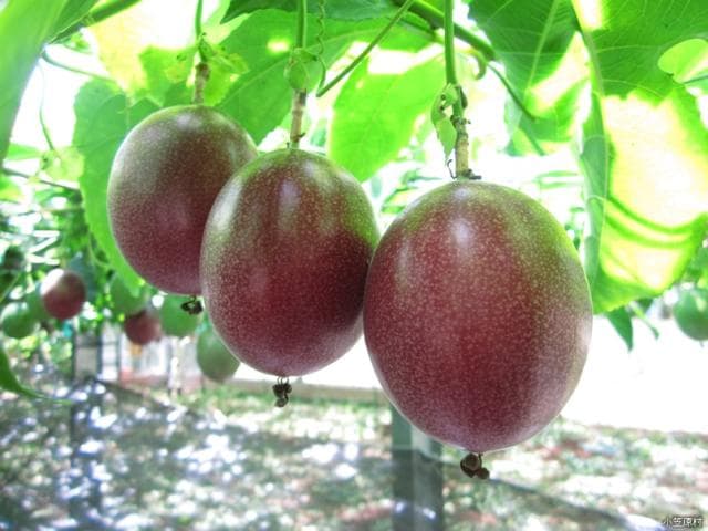 Passion fruit