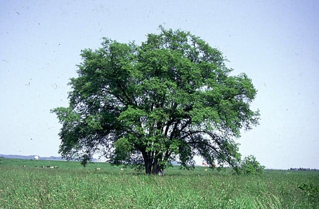 A tree of Harnile