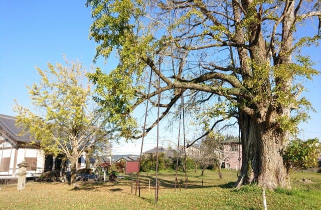 Ginkgo at the site of Hyuga Kokubunji Temple