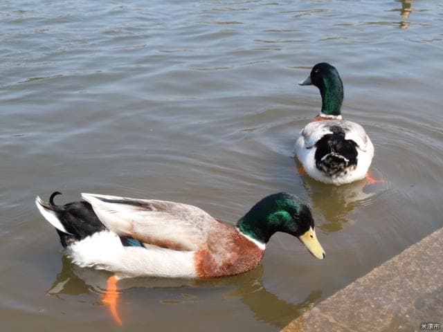 Duck of Mishima Pond