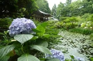 Hydrangea and Hondo Hall