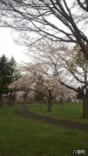Cherry blossoms at Aioi Park