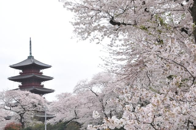Five-storied pagoda of Ikegami Honmon-ji Temple