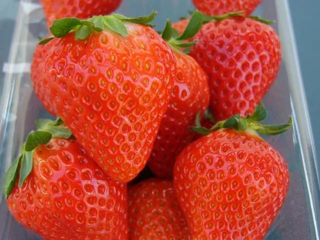 横島特産いちご