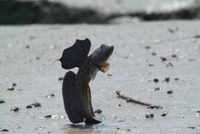 Tidal flats and mutsugorou in the Ariake Sea