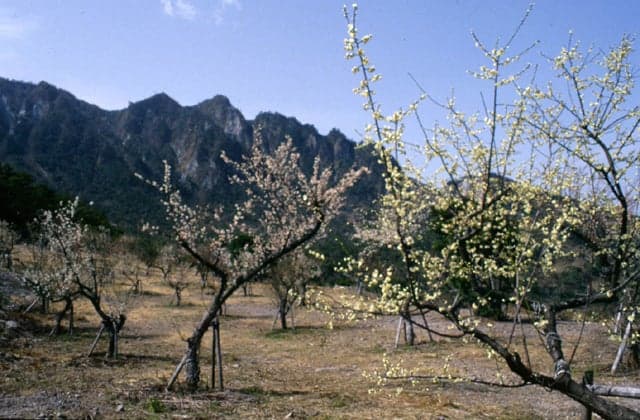 Plum in Hanagi Park