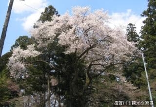 Cherry blossoms
