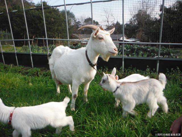 A child goat was also born!