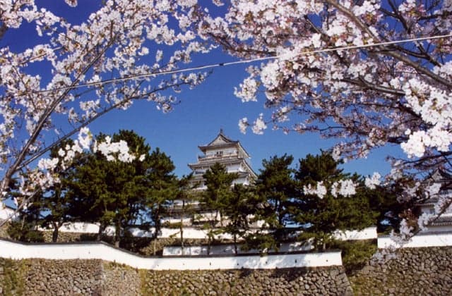 Cherry blossoms at the moat of Shimabara Castle