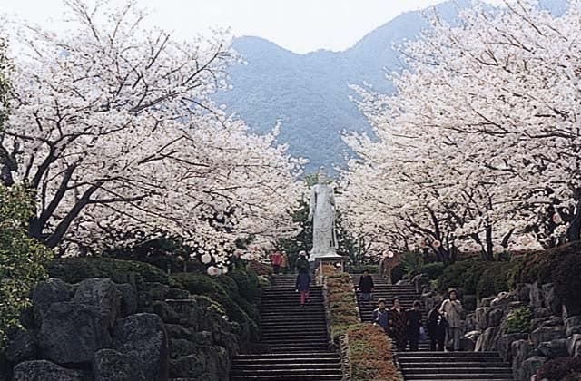 眉山治山祈念公苑の桜