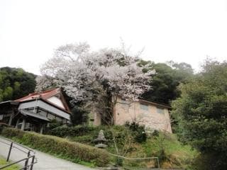 Cherry blossoms at Soshoji Temple