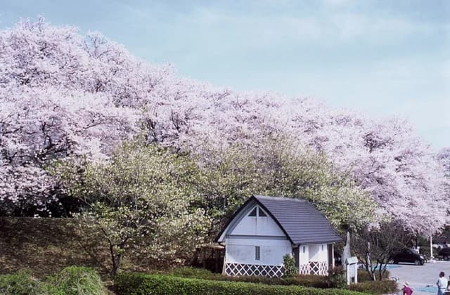 Cherry blossoms at the golden bank